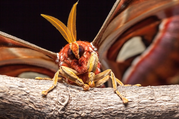 Attacus atlas