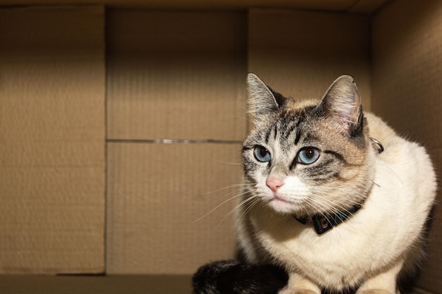 Attente kat kijkt uit kartonnen doos