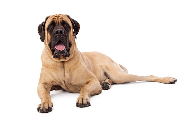 Attente Mastiff Dog Leggen