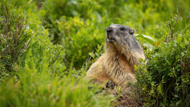 Attentive alpine marmot observing in bush in mountains