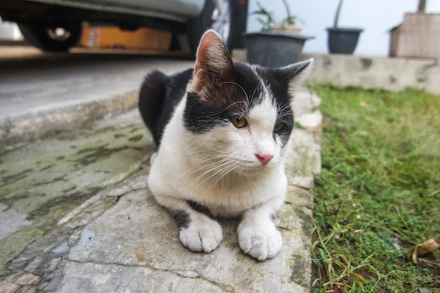 주의 깊은 흑백 어린 고양이