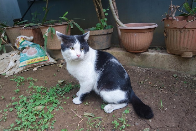 Attentive Black and White Young Cat