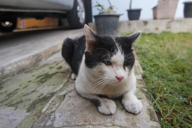 Attentive Black and White Young Cat