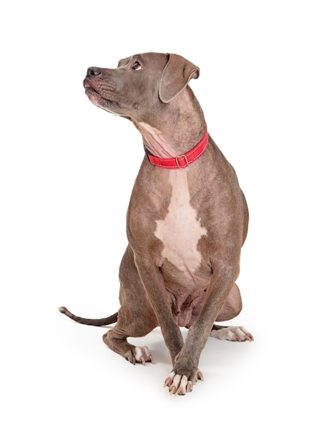 Attentive Blue Staffordshire Terrier Dog Looking Side