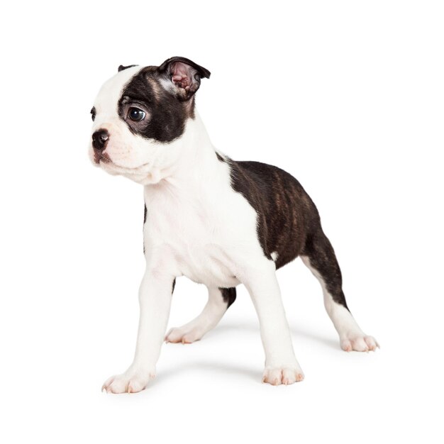 思いやりのあるボストン テリアの子犬が側を向いています。