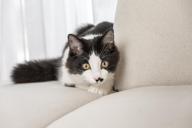 Attentive cat hunting in living room