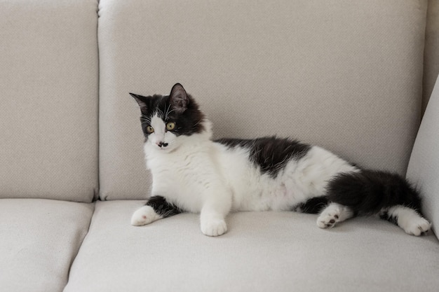 Attentive cat resting on couch in apartment