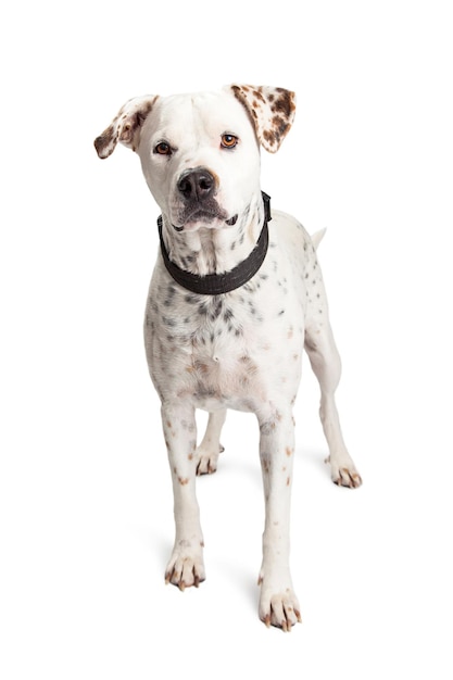 Photo attentive dalmatian crossbreed dog standing