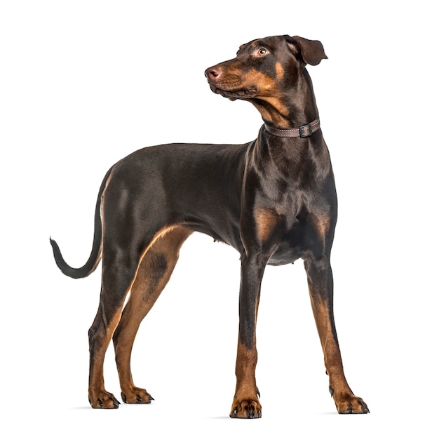 Attentive doberman Pinscher standing, isolated on white