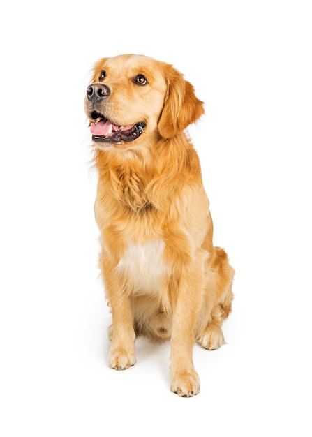 Attentive Golden Retriever Dog Sitting Looking Side