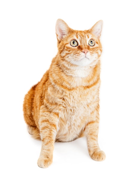 Attentive Orange Striped Tabby Cat