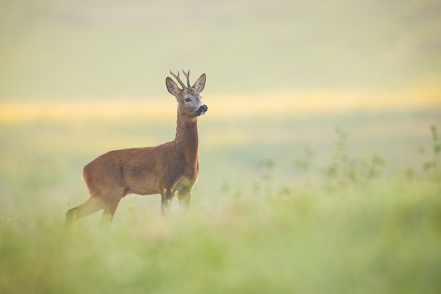 牧草地で好奇心が強い注意深いノロジカバック