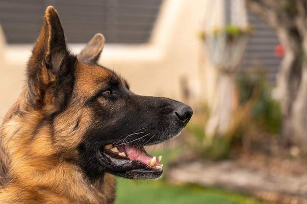 庭に座っている気配りのある羊飼いの犬