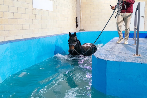 An attentive trainer aids a horse during an aquatic therapy session