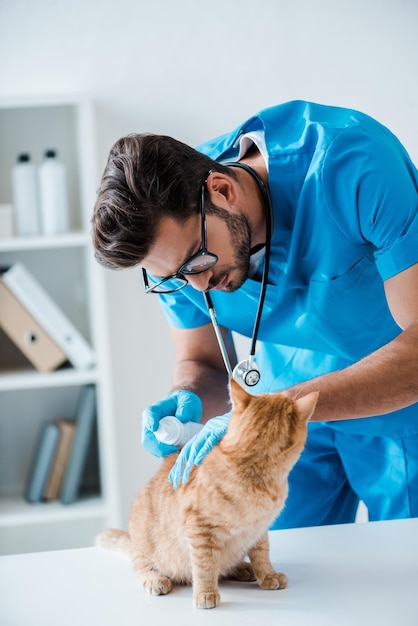 Attentive veterinarian applying medicine on back of red tabby cat