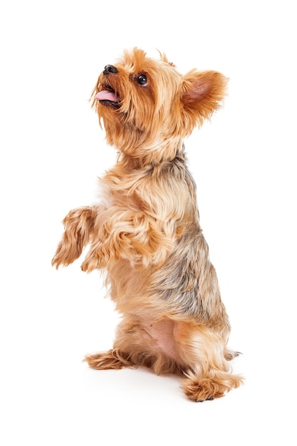 Attentive Yorkshire Terrier Puppy Begging