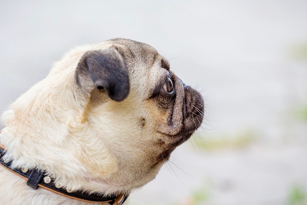 プロフィールの魅力的な愛らしいブルドッグの子犬の肖像画