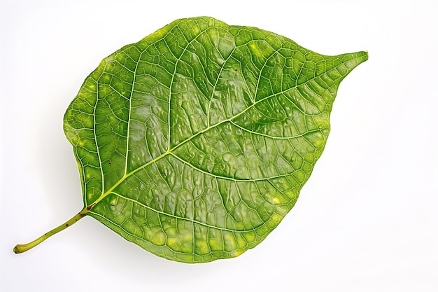 Photo attractive cupian leaf