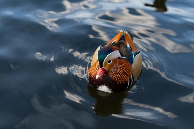 An attractive mandarin duck with a red beak and bright feathers floats on the water The concept of sexual dimorphism and coloration in animals