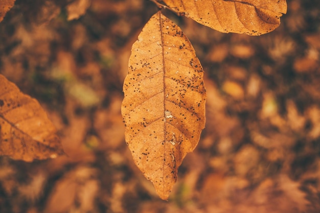 atumn leaves