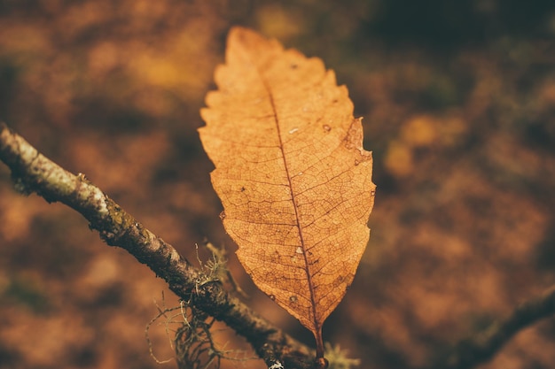 atumn leaves