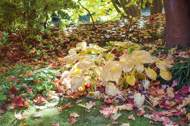 Atumn red and yellow fallen maple leaves on lawn Cleaning in fall