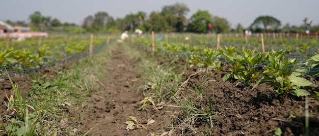 Aubergine groeit in het veld van de boer op een zonnige dag.