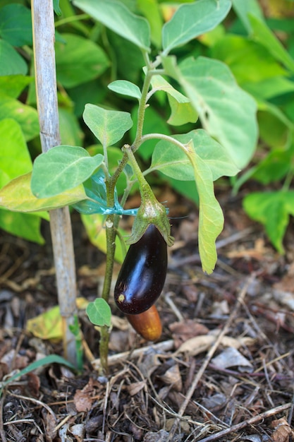 Aubergine in het veld