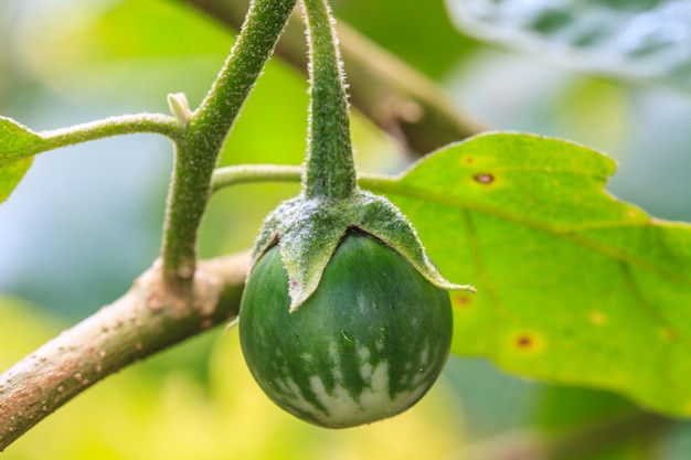 aubergine op boom in de tuin