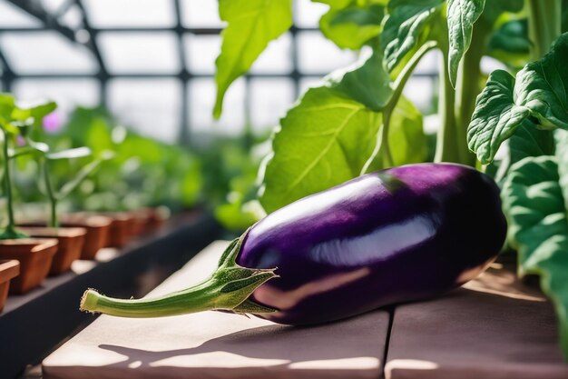 Aubergine op papier op witte achtergrond