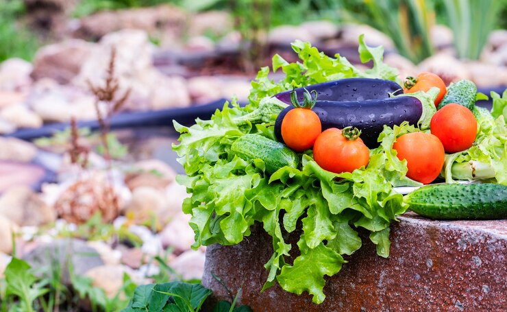 Aubergine, tomaten en komkommers op slabladeren. Oogst van groenten.