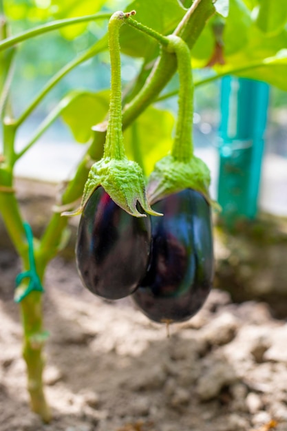 Aubergine veldkas groeien in tuin Oogst