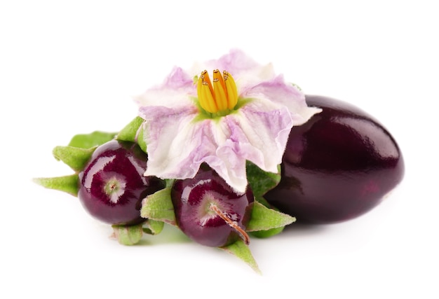 Aubergine with aubergine flower, isolated  . Eggplant vegetable.