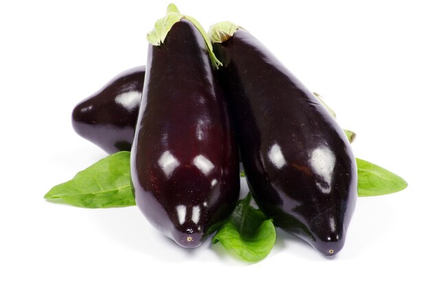 Aubergine