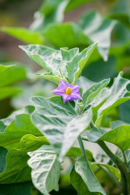 Auberginebloem Bloem van Aubergine