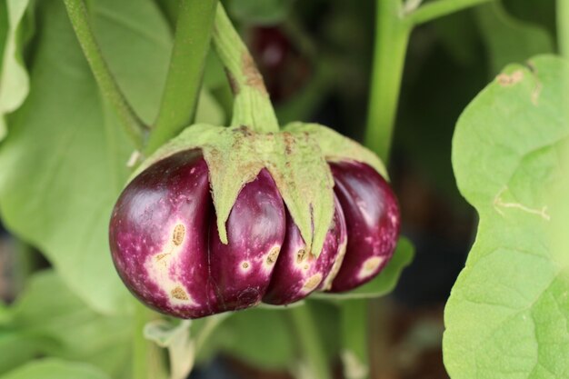 Aubergineplant in tropisch