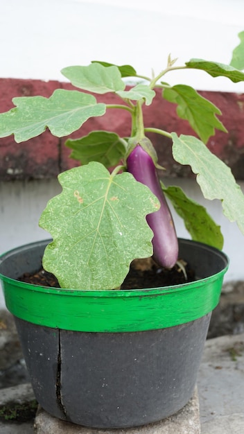 Aubergineplanten in plastic potten stadslandbouw