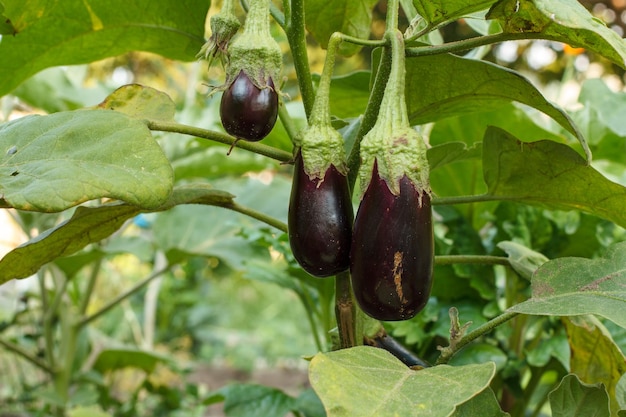 Aubergines groeien op struik in de tuin