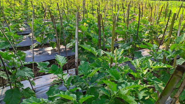 aubergines in het veld