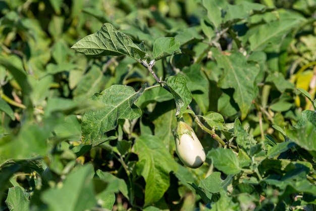 Aubergines kweken in tuinperken