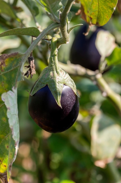 Aubergines kweken in tuinperken