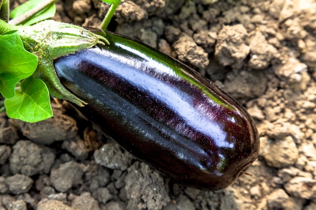 aubergines