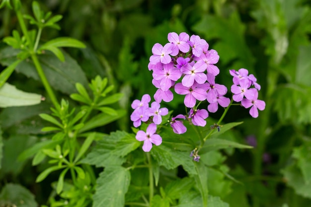 Aubretia or Aubrieta small violet flowers in green wild garden