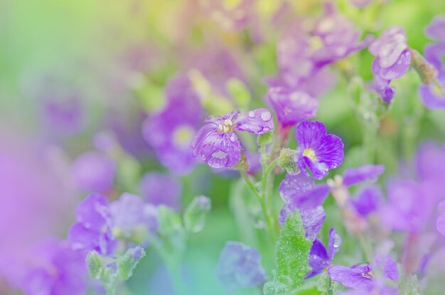 Aubretia flowers or aubrieta deltoidea purple spring flowers in the garden