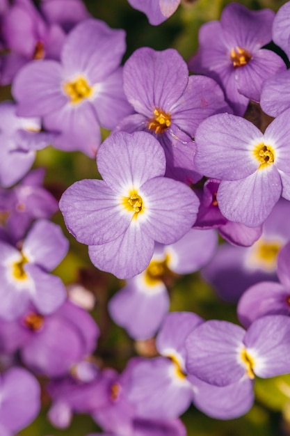 Aubrieta close-up view from above