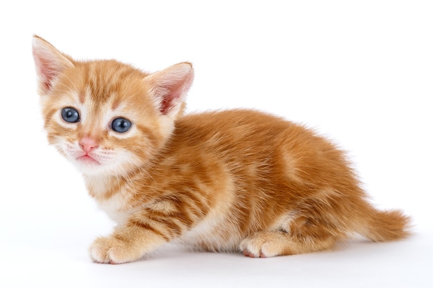 Auburn striped kitten sits on a white surface.