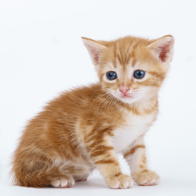 Auburn striped kitten sits on a white surface.