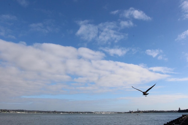 Auckland downtown zeemeeuw werf oceaan vlieg vogel