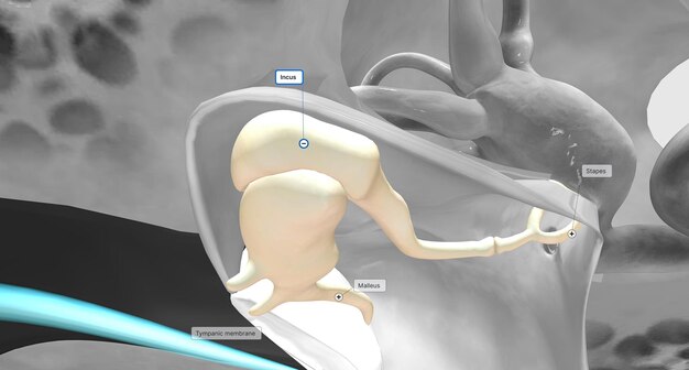 Photo the auditory ossicles amplify all sound vibrations moving into the inner ear