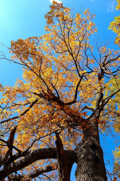 Aumnal colored foliage of oak tree Ukraine National park